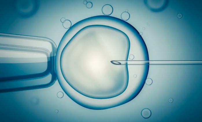 Does Impact Health Cover IVF