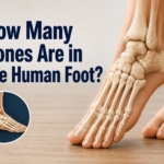 How Many Bones Are in the Human Foot?