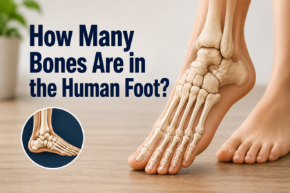 How Many Bones Are in the Human Foot?