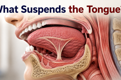 What Suspends the Tongue?